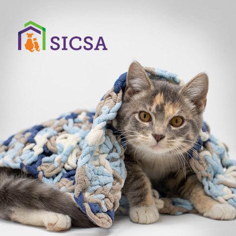 sicsa featured image